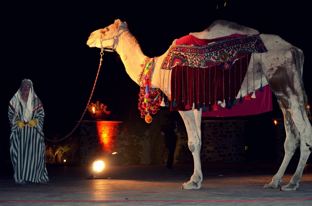 Camel in Caravan